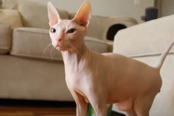 Sphynx Cat Myths