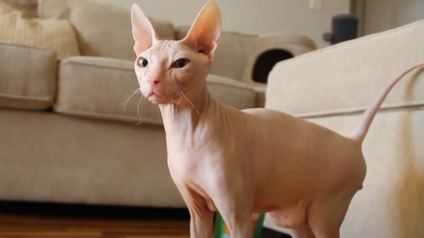 Sphynx Cat Myths