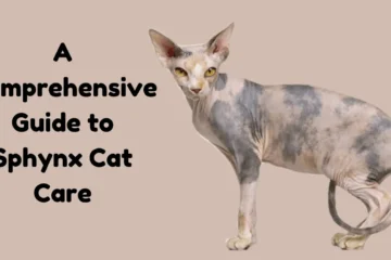 Sphynx Cat Care