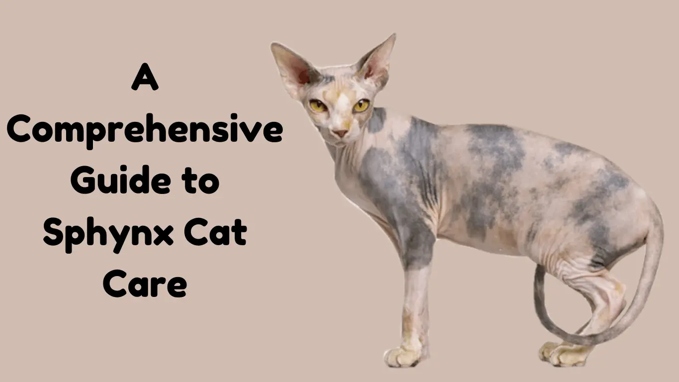 Sphynx Cat Care