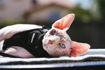 Sphynx Cat Personality