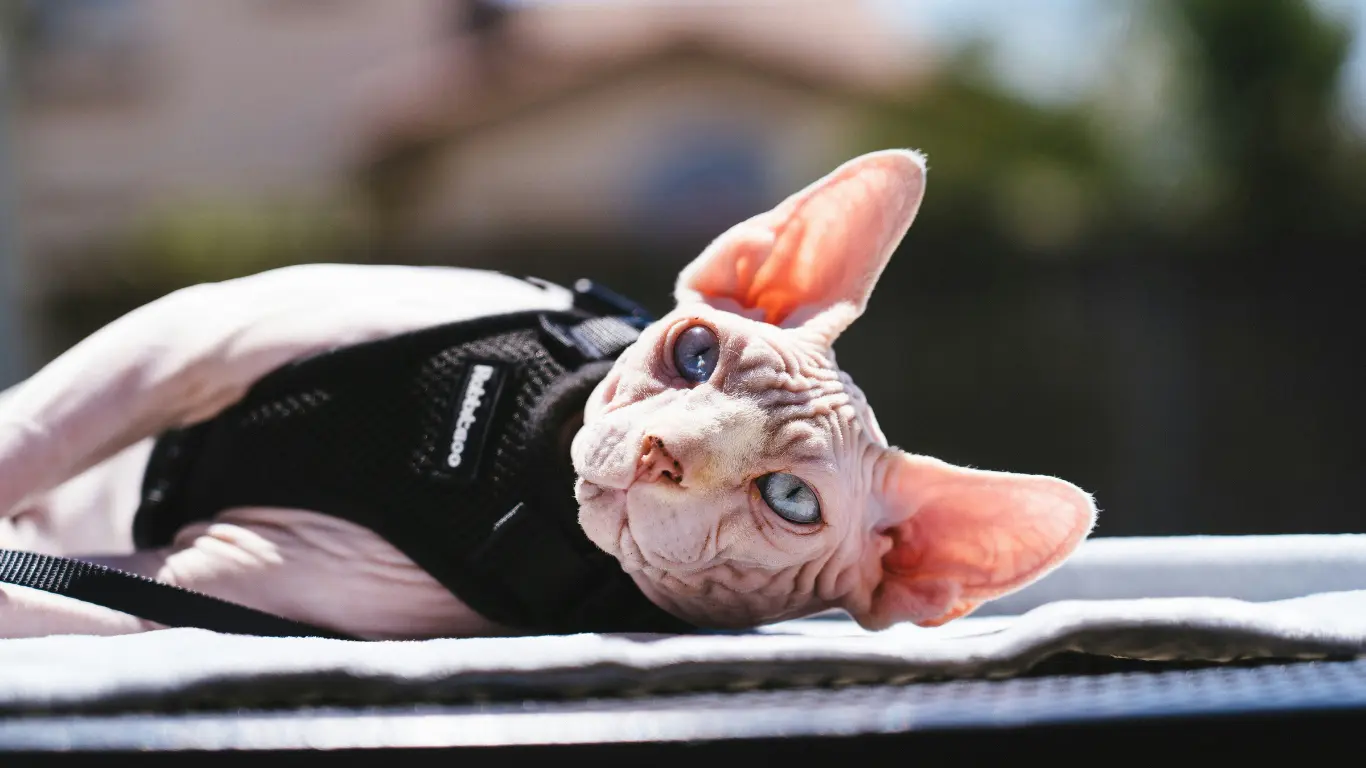 Sphynx Cat Personality