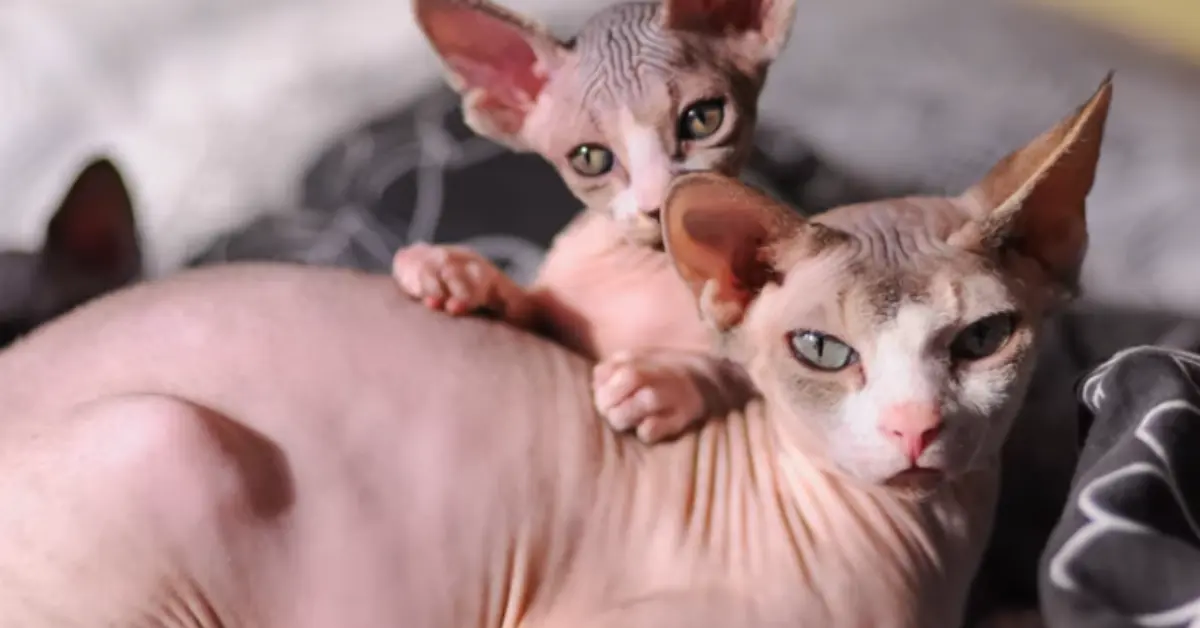 Sphynx Cat Breed Price