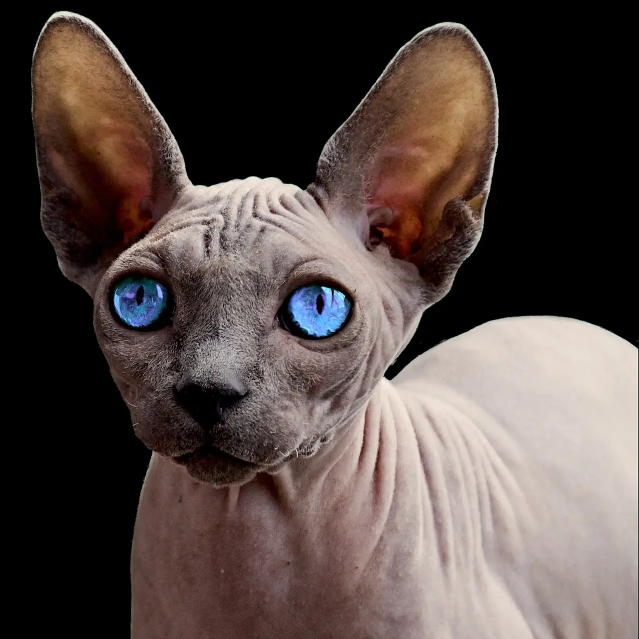 Sphynx Cat Price