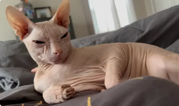 Seal Point Sphynx Cat