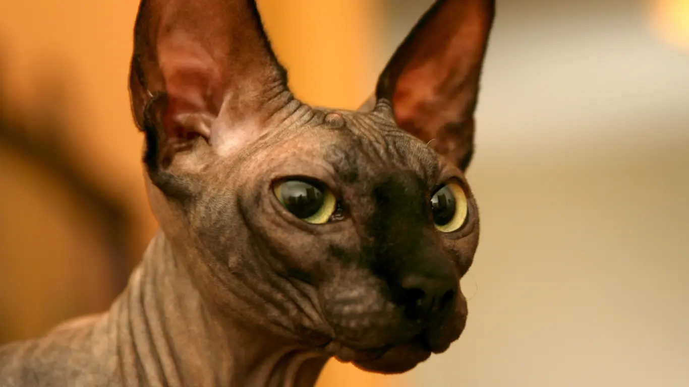 Sphynx Cat Care