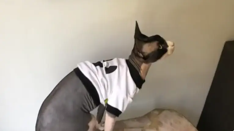 Sphynx Cat in Clothes