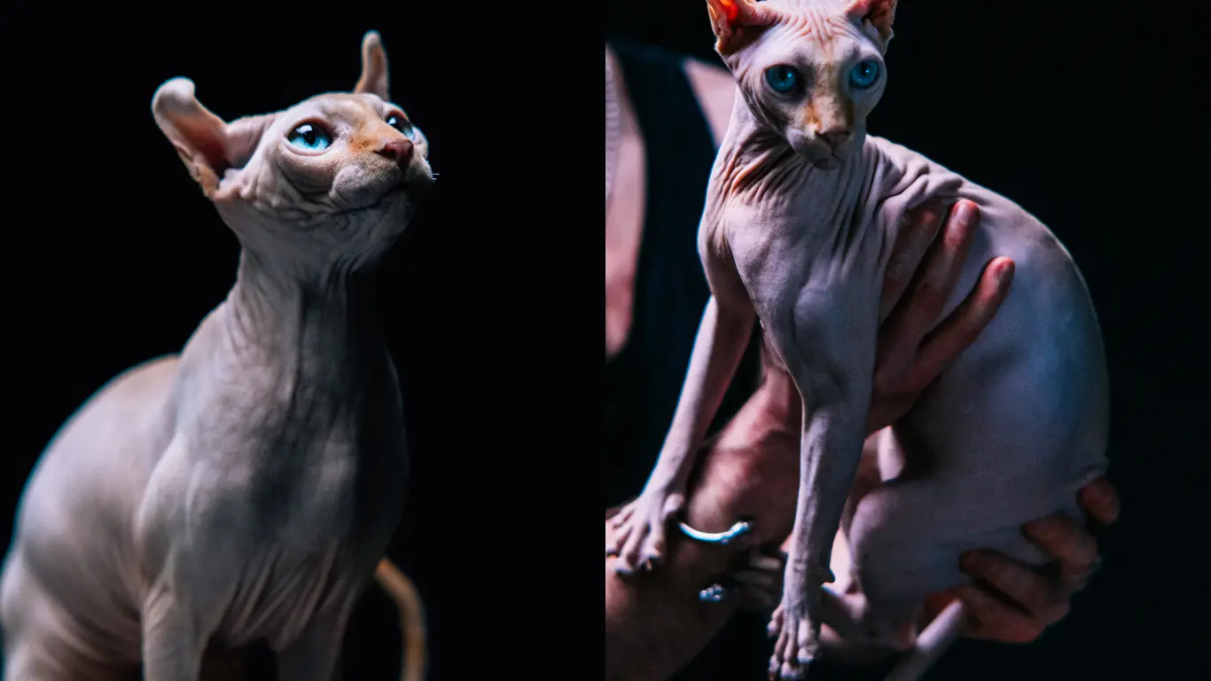 How Do Sphynx Cats Stay Warm