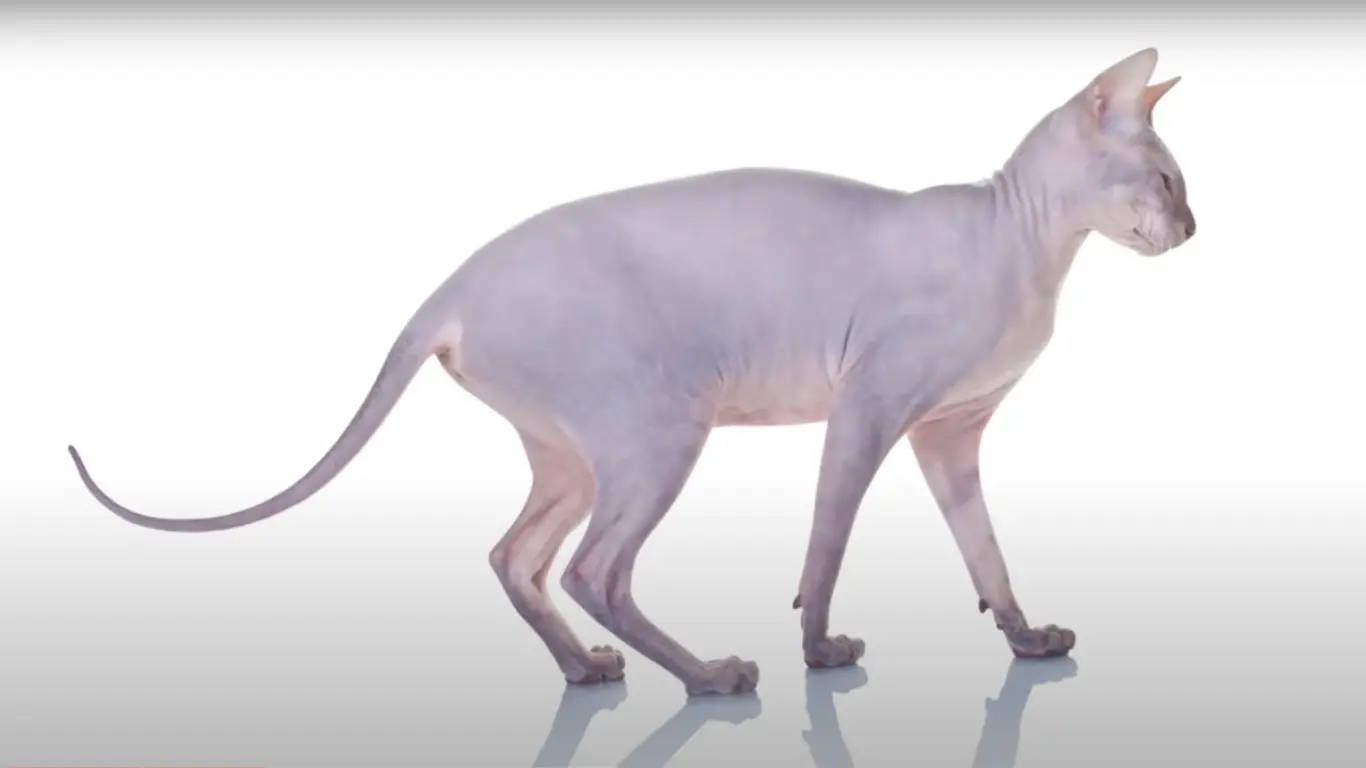 Sphynx Cat as Pet