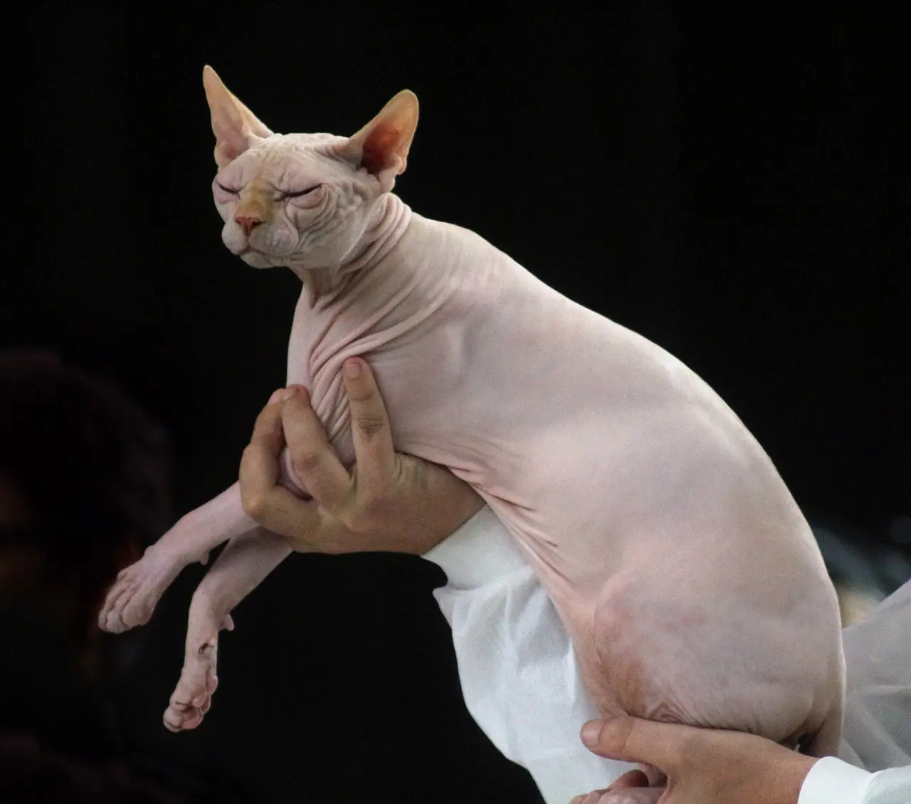 Sphynx Cat Care Requirements