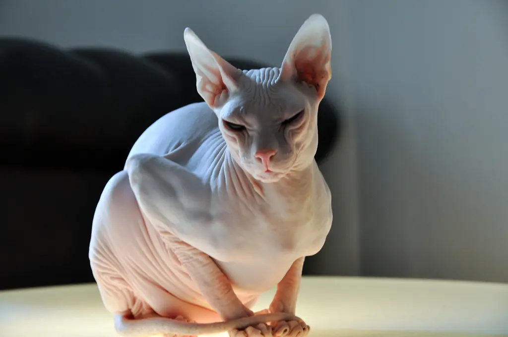 Hairless Cats for Adoption