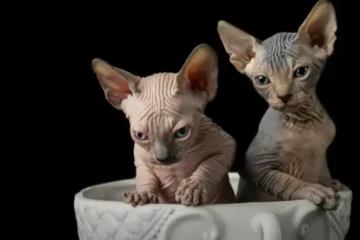 Hairless Cats Near Me