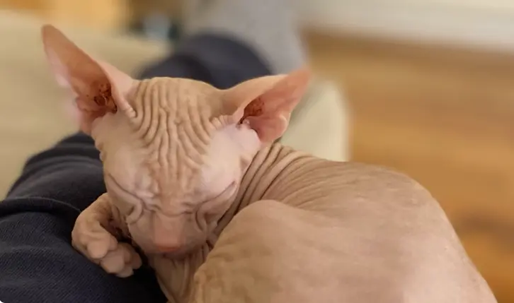 Hairless Cats for Adoption