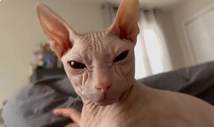 Hairless Cats for Adoption