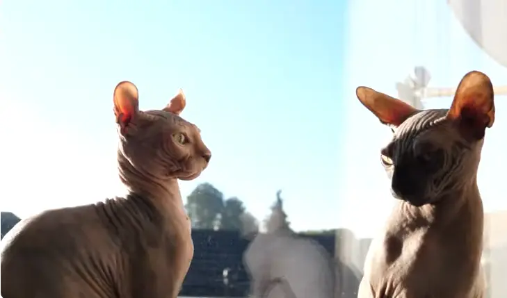 Sphynx cat cattery 