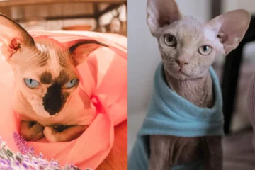 How Do Sphynx Cats Stay Warm