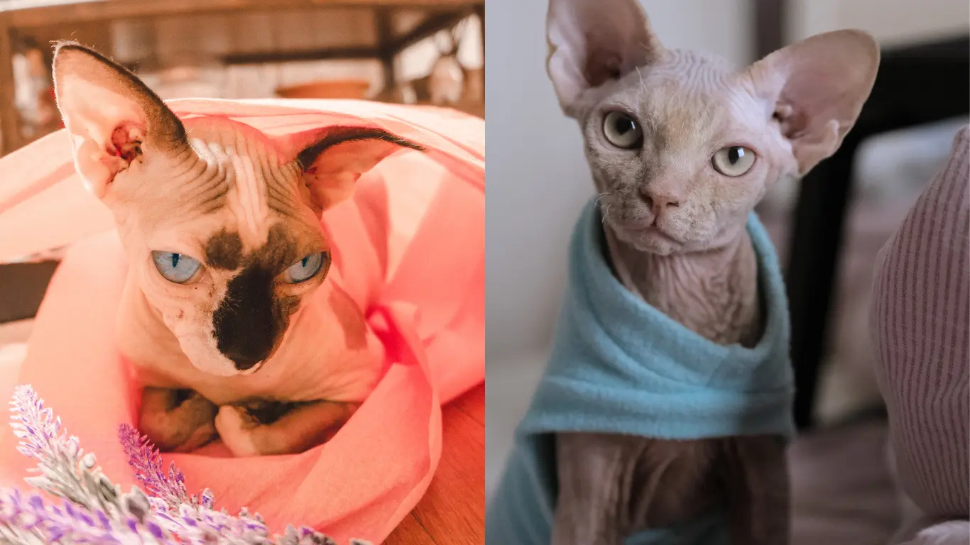 How Do Sphynx Cats Stay Warm