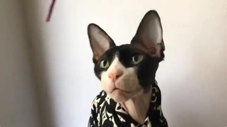 Sphynx Cat in Clothes