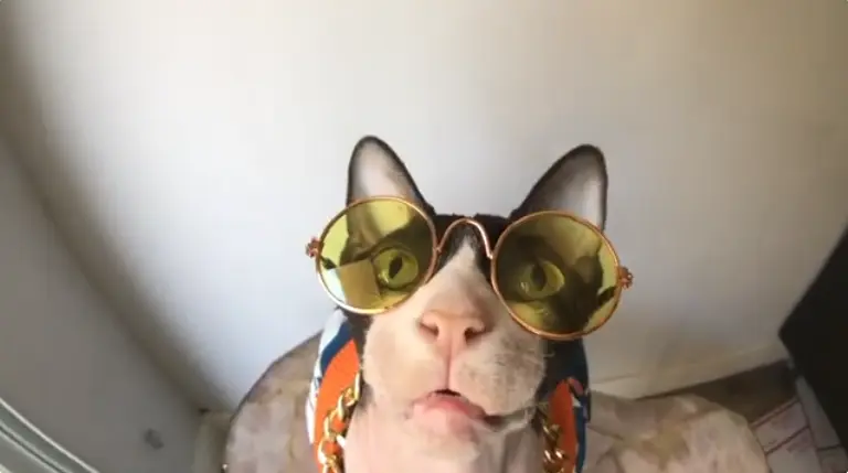 Sphynx Cat in Clothes