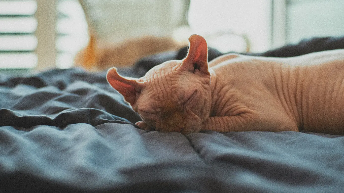 Sphynx Cat Personality