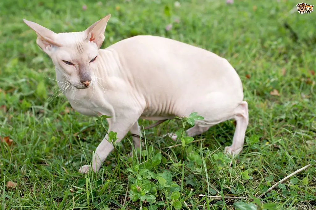 Hairless Cats for Adoption