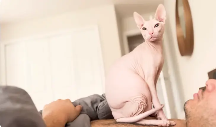 Seal Point Sphynx Cat