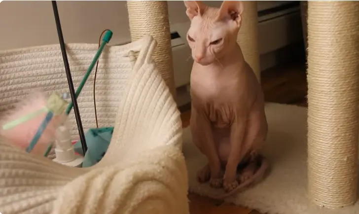 Sphynx cat cattery 