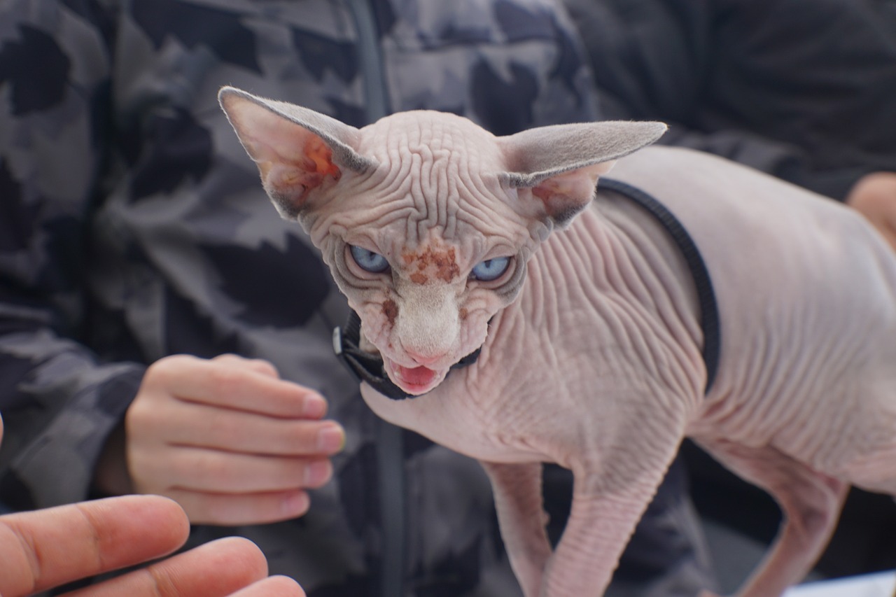 Sphynx Cat Adoption