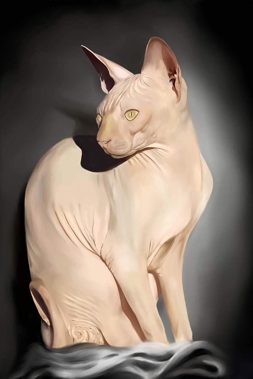 Sphynx Cat Adoption