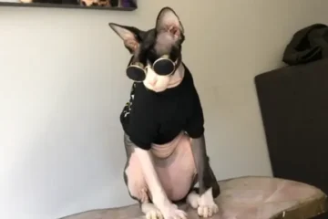 Sphynx Cat in Clothes