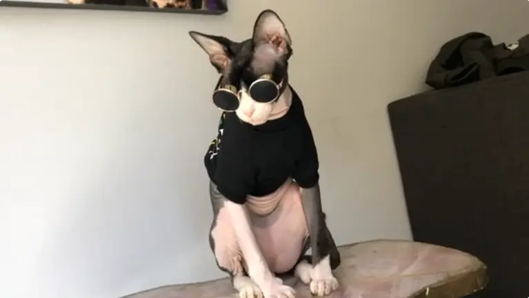 Sphynx Cat in Clothes