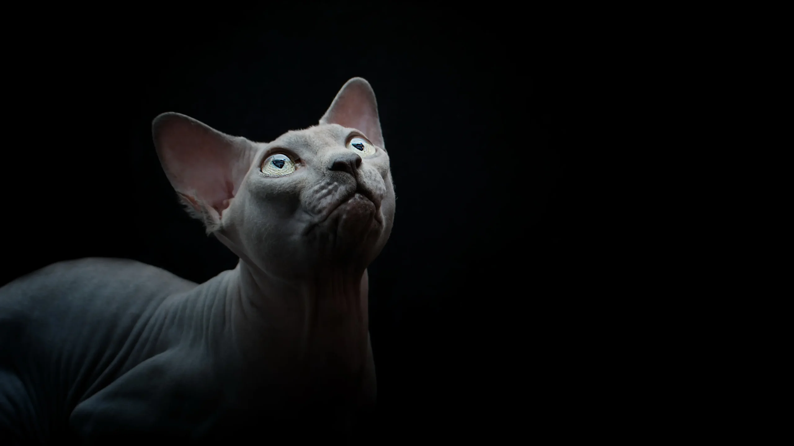 Hairless Cats for Adoption