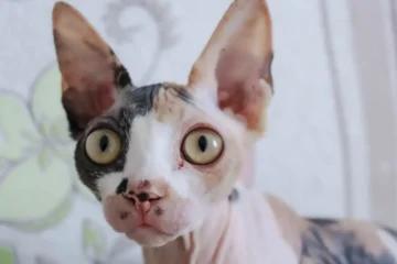 Sphynx Cat