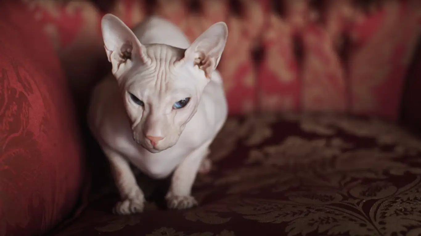 Sphynx Cats Myths