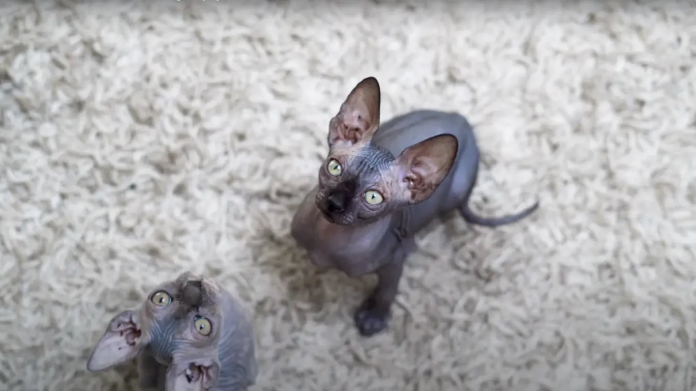 Sphynx Cats Myths