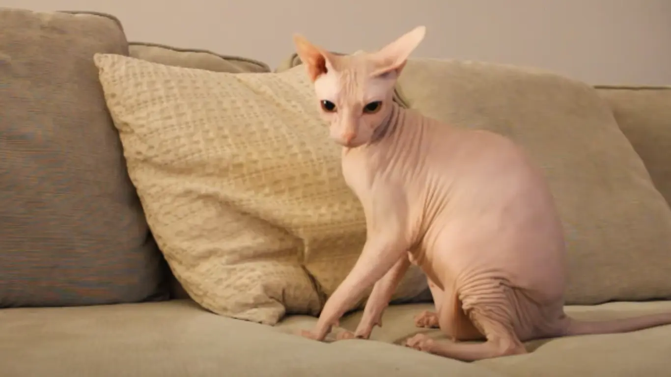 Sphynx Cat Myth