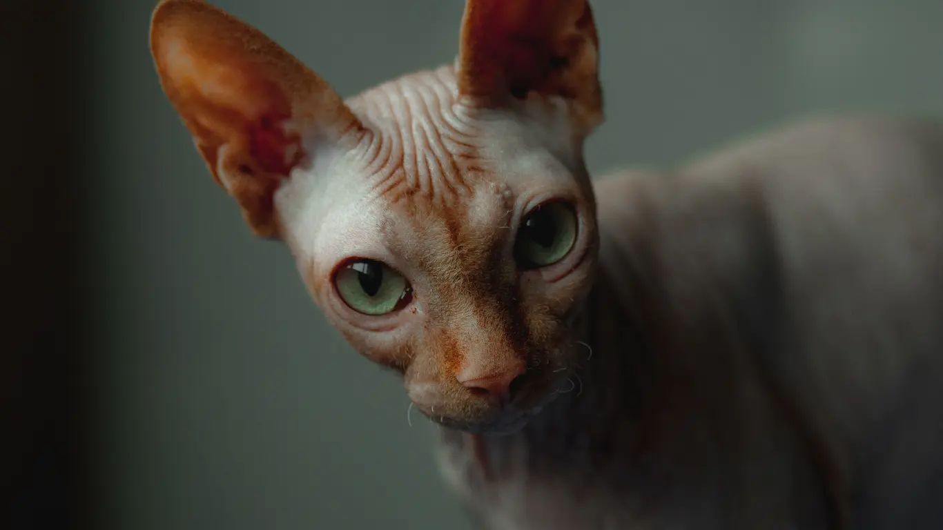 Sphynx Cats