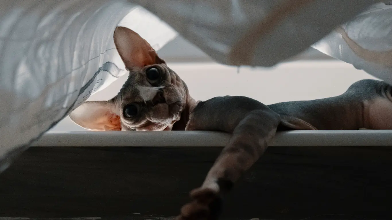 Sphynx Cat Care