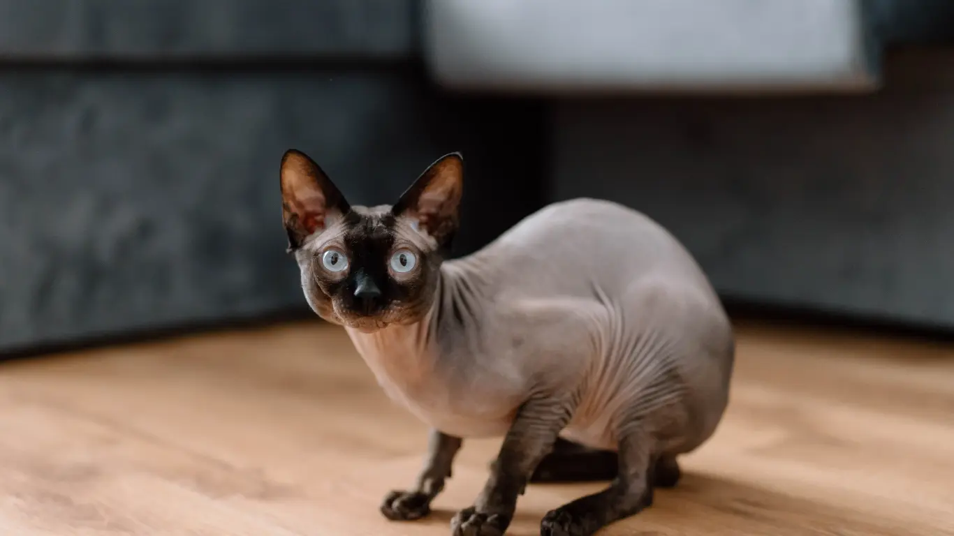 The History and Origin of Sphynx Cats