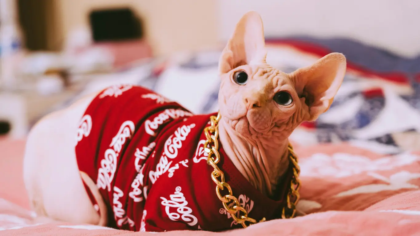 Sphynx Cat Personality