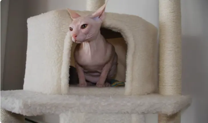 Seal Point Sphynx Cat