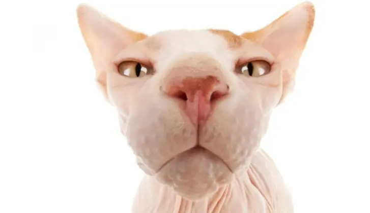 Hairless Cats Near Me