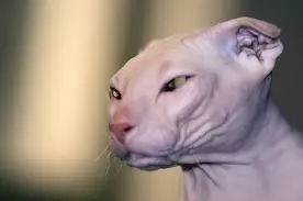 Hairless Cats for Adoption