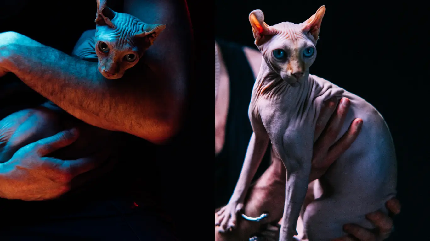 Sphynx Cat