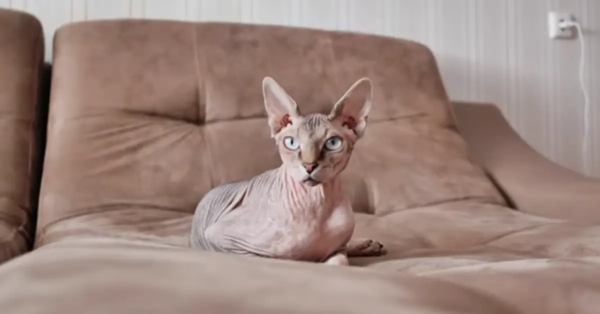 Sphynx Cat Breed Price