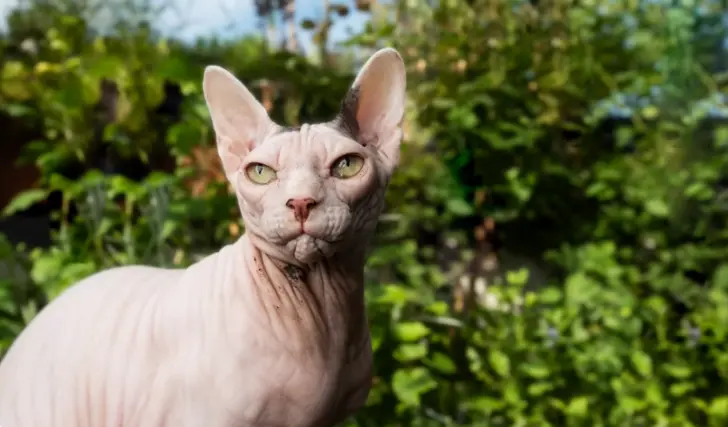 Sphynx Cat Rescue