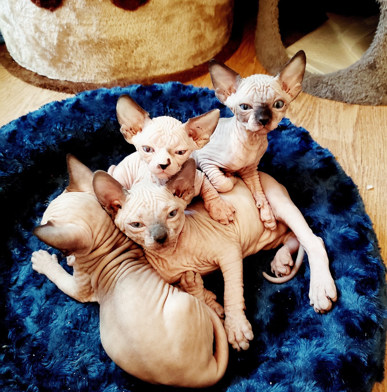 Sphynx Cat Adoption