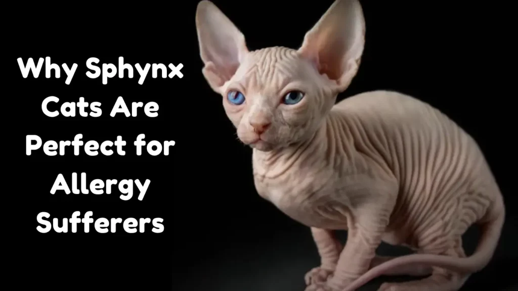 Sphynx Cat