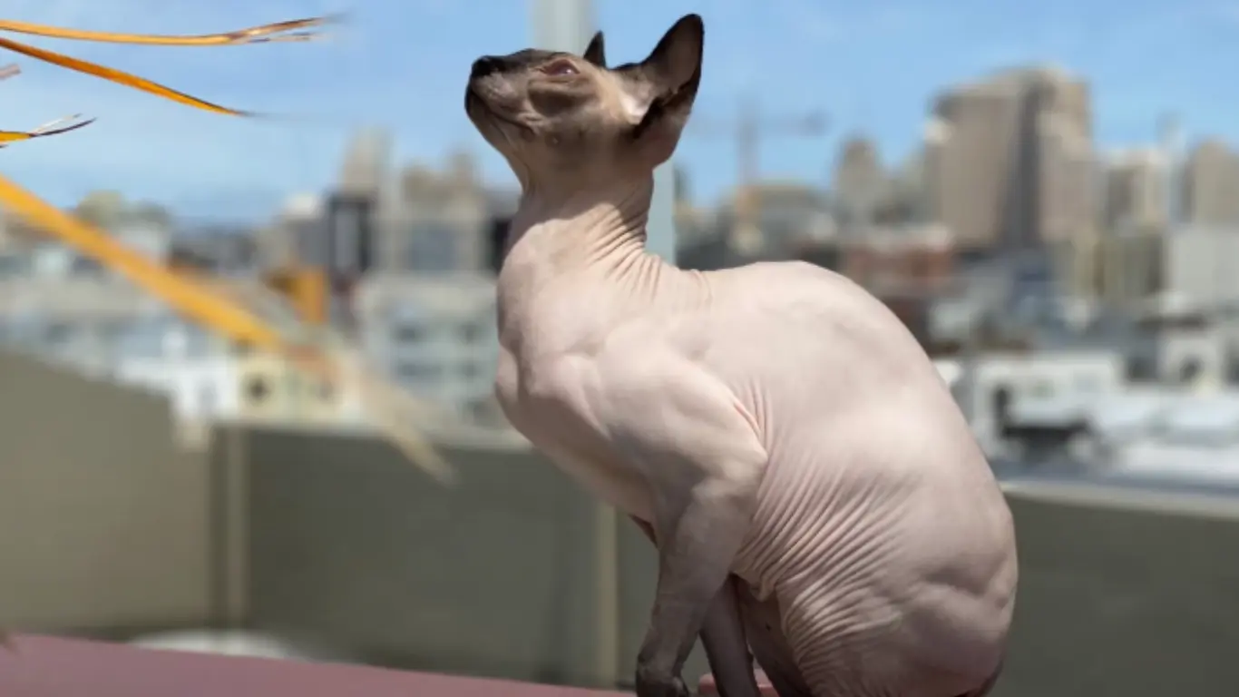 Why Sphynx Cats Make Great Pets