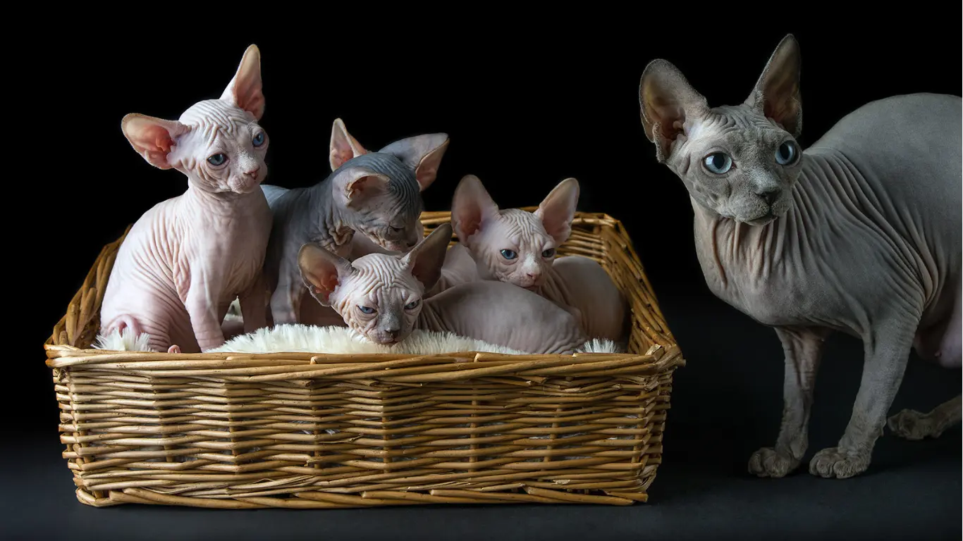 Sphynx Cat Behavior Problems